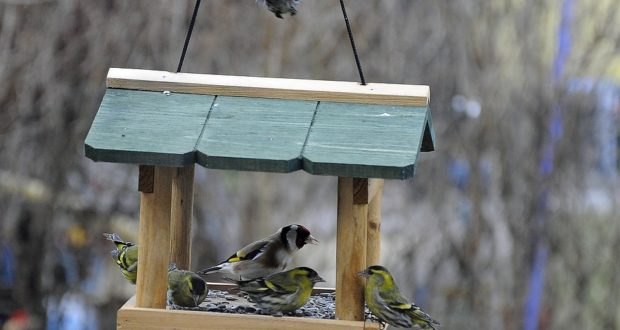Jak správně krmit ptáky v zimě?