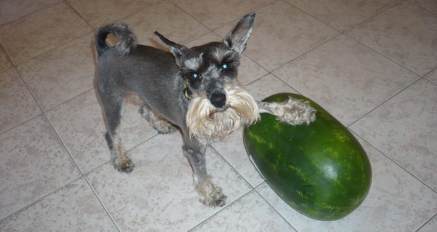 Druhy ovoce a zeleniny, které prospívají i psům