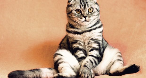 Důvody, proč s kočkou navštívit veterináře