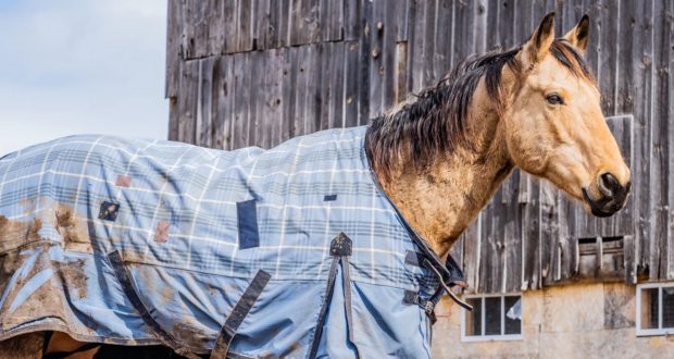Jak správně vybrat deku pro koně?