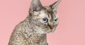 Chcete si pořídit kočku Cornish rex? Jak se o ni starat a ke komu se hodí?
