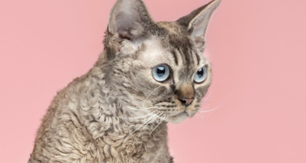 Chcete si pořídit kočku Cornish rex? Jak se o ni starat a ke komu se hodí?
