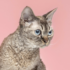 Chcete si pořídit kočku Cornish rex? Jak se o ni starat a ke komu se hodí?