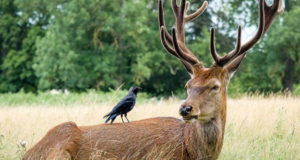 Proč mají některé druhy zvířat výrazně horší paměť než jiné