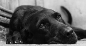 Co se děje se psem, když je dlouho sám doma?