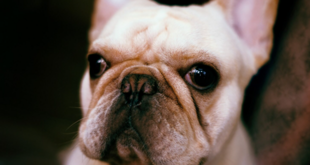 Proč psi naklánějí hlavu, když na ně mluvíte?