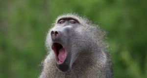 Zvířata, která umí počítat: Nejde jen o opice